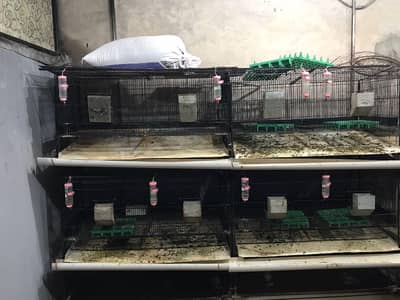 Rabbit Cages All Modified