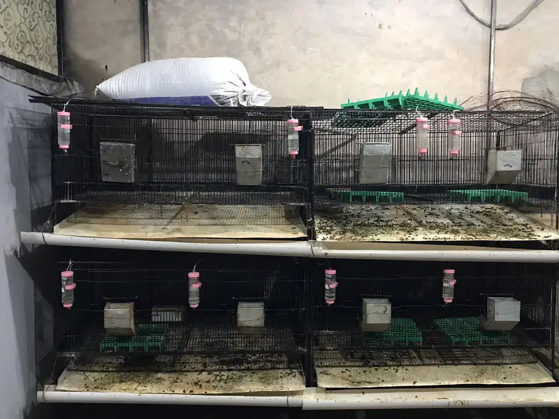 Rabbit Cages All Modified — photo 2