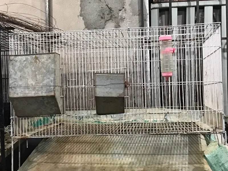Rabbit Cages All Modified — photo 3