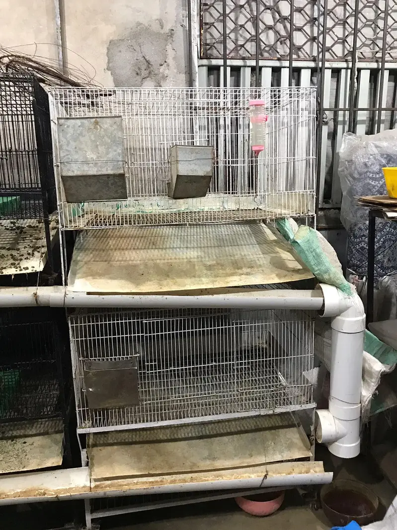 Rabbit Cages All Modified — photo 4