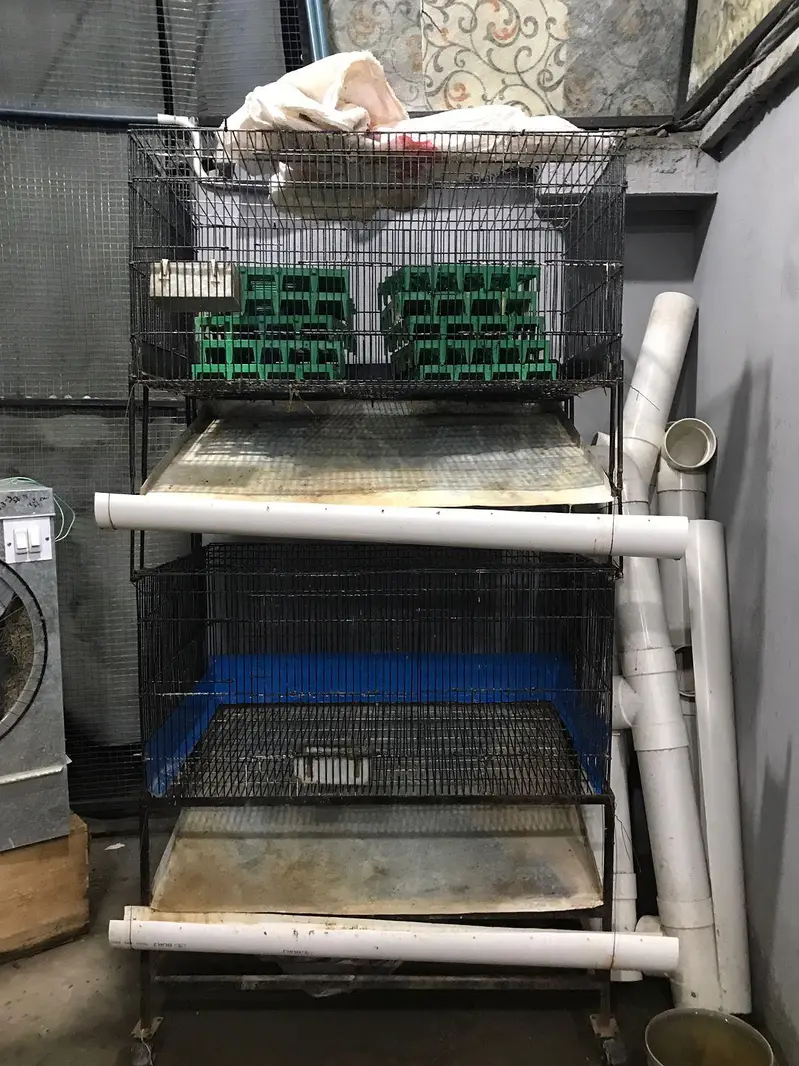 Rabbit Cages All Modified — photo 7