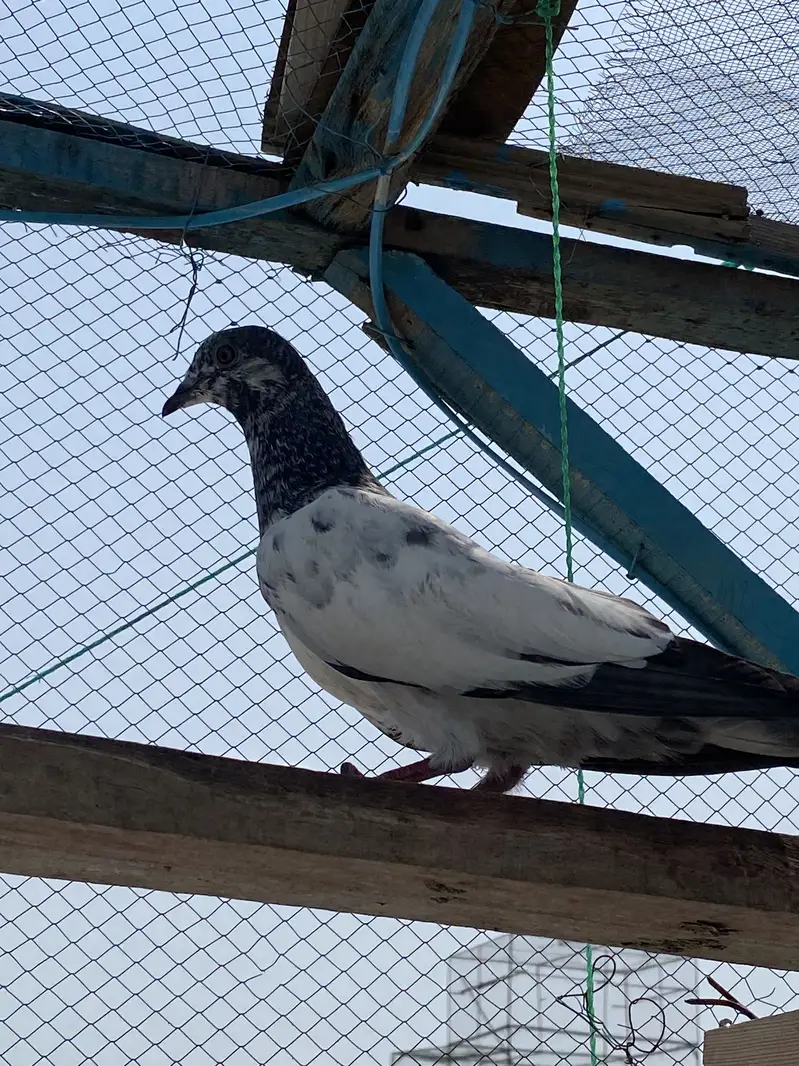 4 baree kabutar aur 1 bacha — photo 4