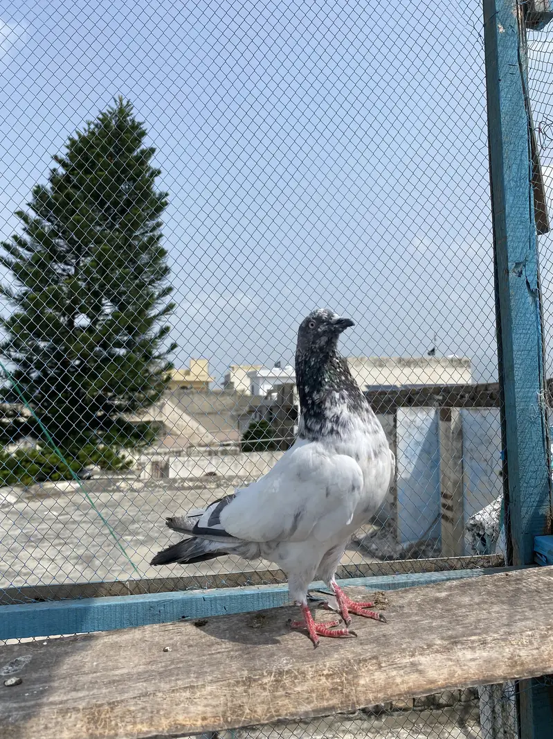 4 baree kabutar aur 1 bacha — photo 5