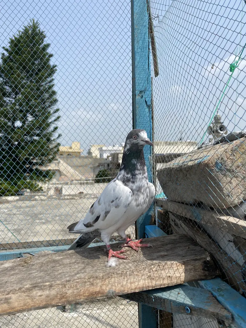 4 baree kabutar aur 1 bacha — photo 6