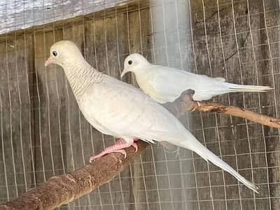 All Type dove breeder and ready to breed pairs available with DNA 