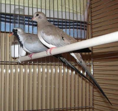 All Type dove breeder and ready to breed pairs available with DNA