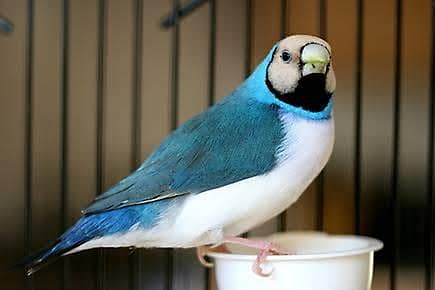 Goldian Pairs available for sale. Blue Goldian. Split blue Goldian.