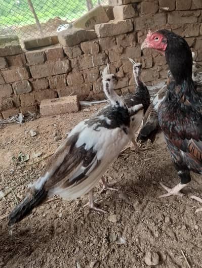 pecock pathy