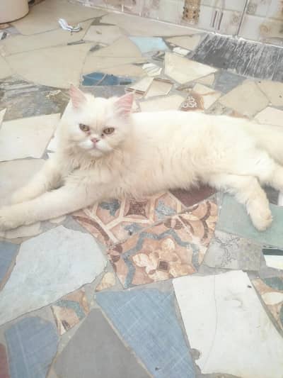 urgent sale kerna ha paso ki zarorat ha es Lia