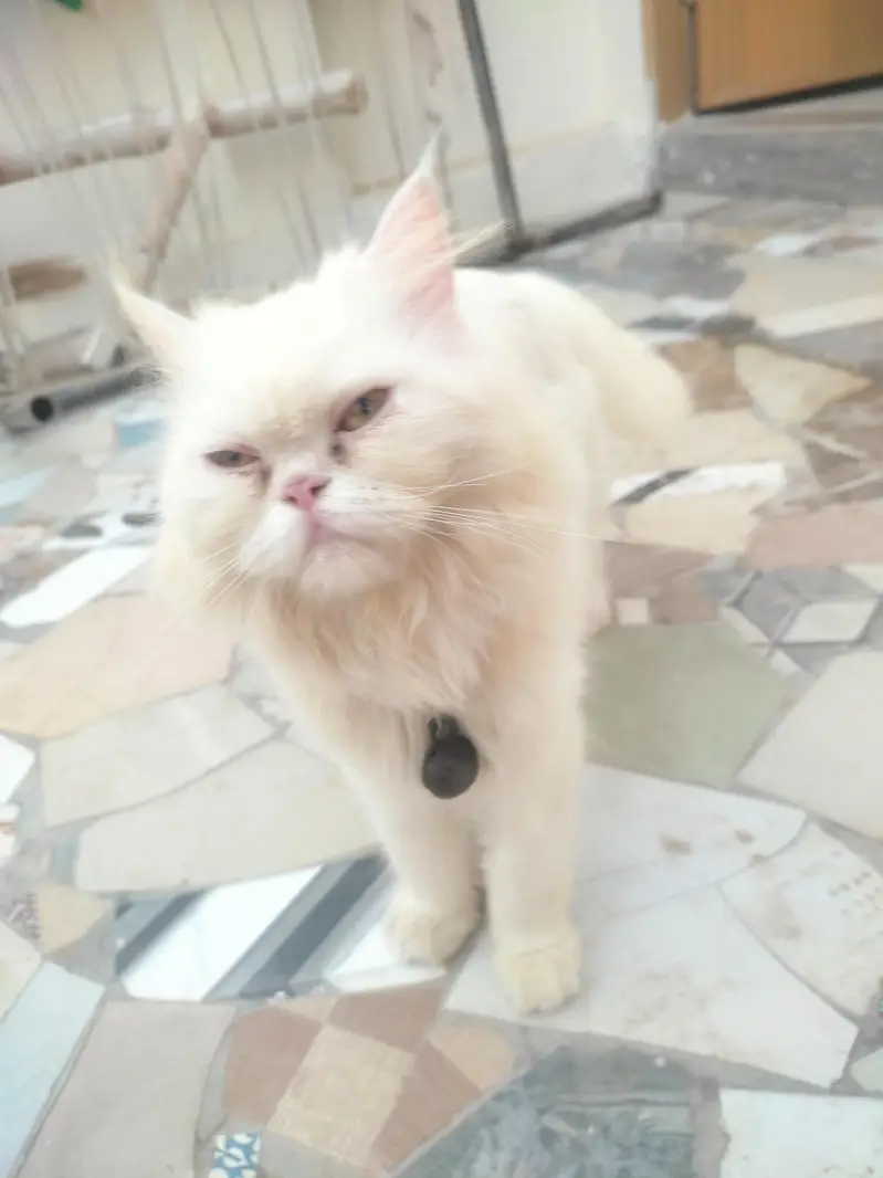 urgent sale kerna ha paso ki zarorat ha es Lia — photo 2