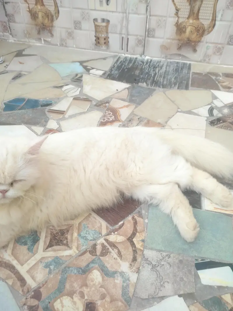 urgent sale kerna ha paso ki zarorat ha es Lia — photo 4