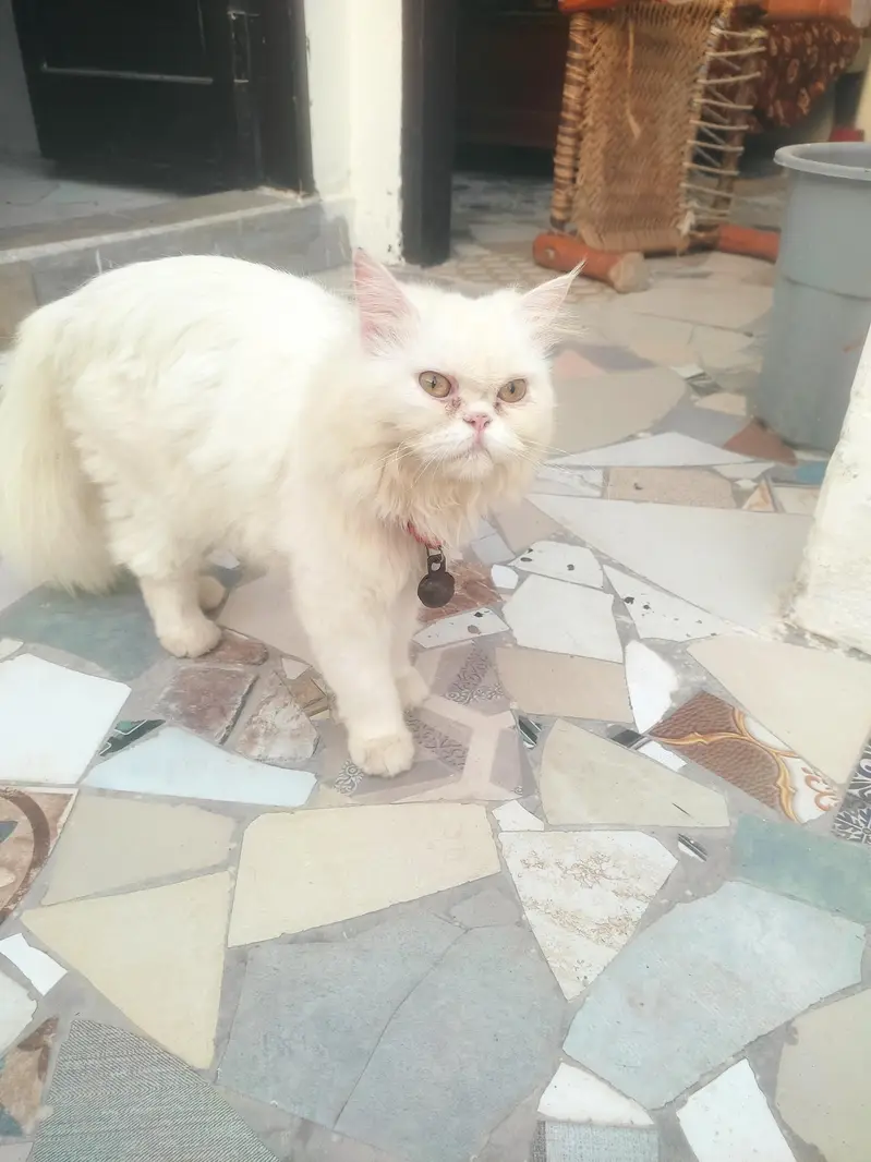 urgent sale kerna ha paso ki zarorat ha es Lia — photo 5