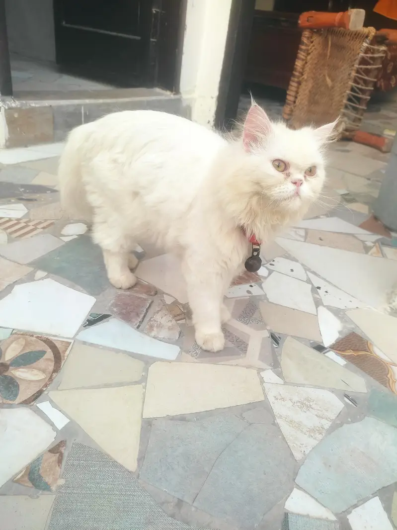 urgent sale kerna ha paso ki zarorat ha es Lia — photo 6