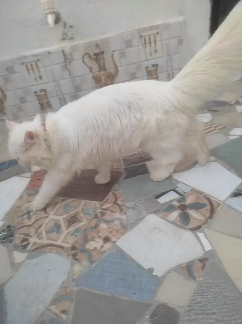 urgent sale kerna ha paso ki zarorat ha es Lia — photo 7