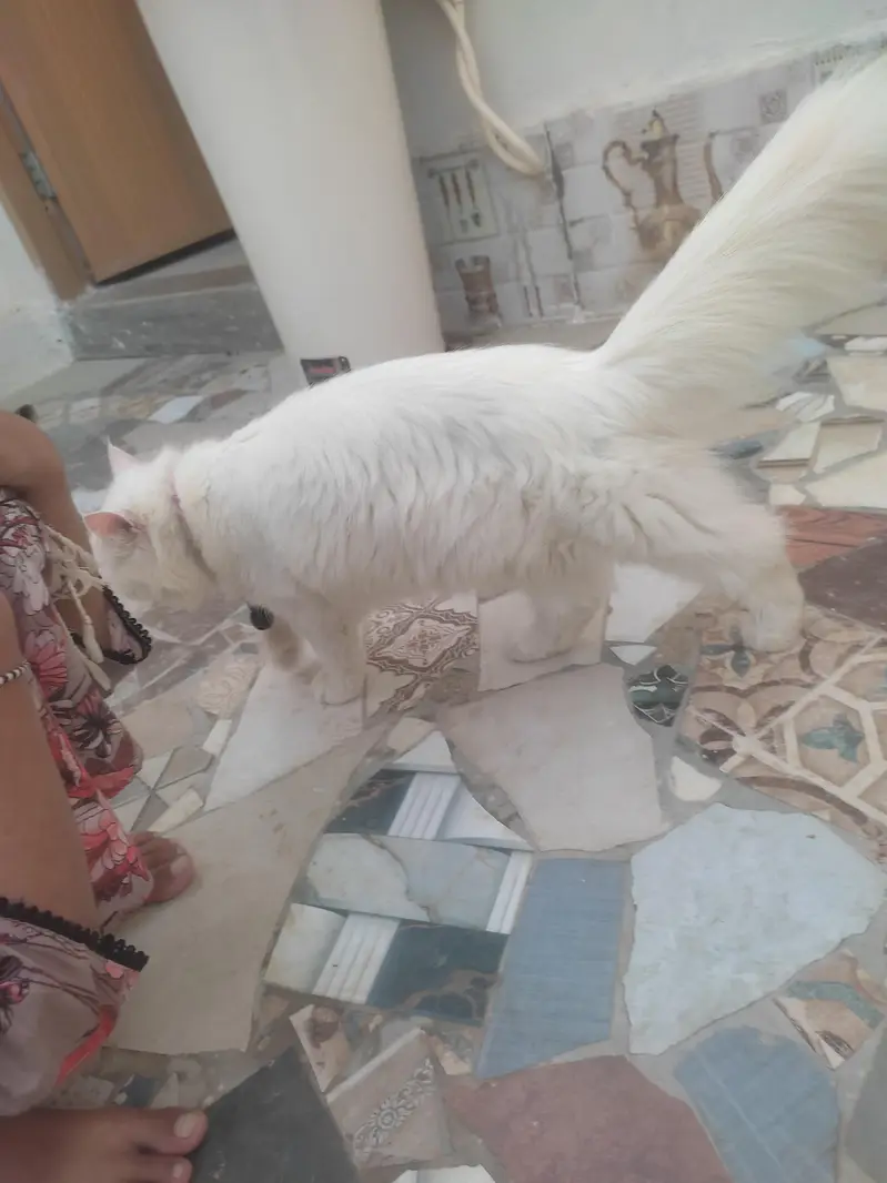 urgent sale kerna ha paso ki zarorat ha es Lia — photo 8