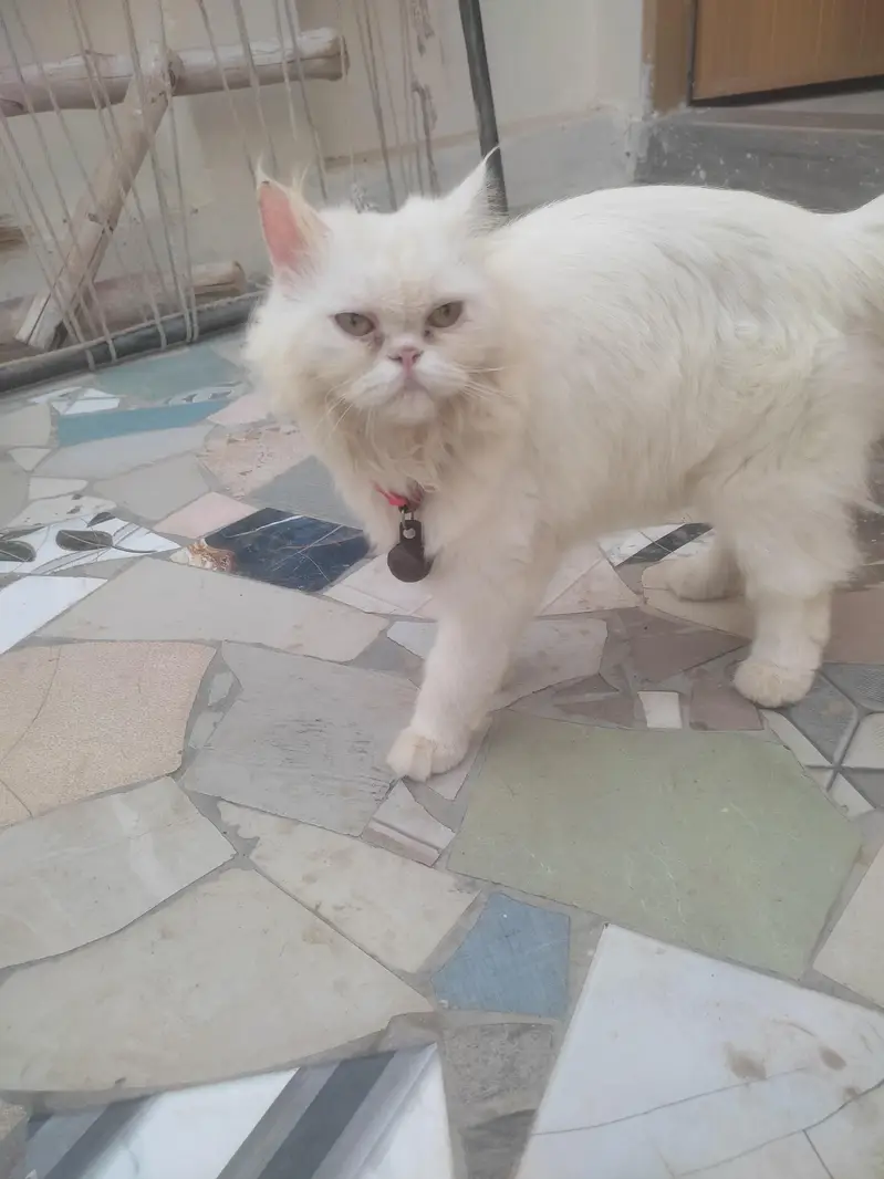 urgent sale kerna ha paso ki zarorat ha es Lia — photo 9