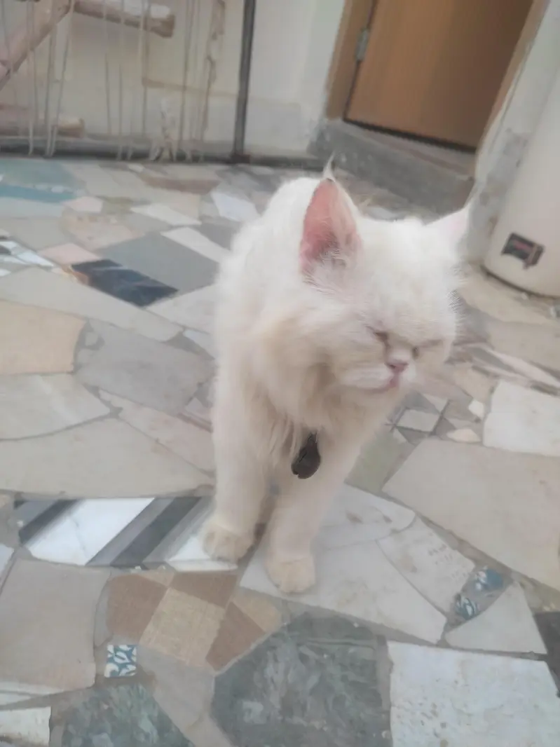 urgent sale kerna ha paso ki zarorat ha es Lia — photo 10
