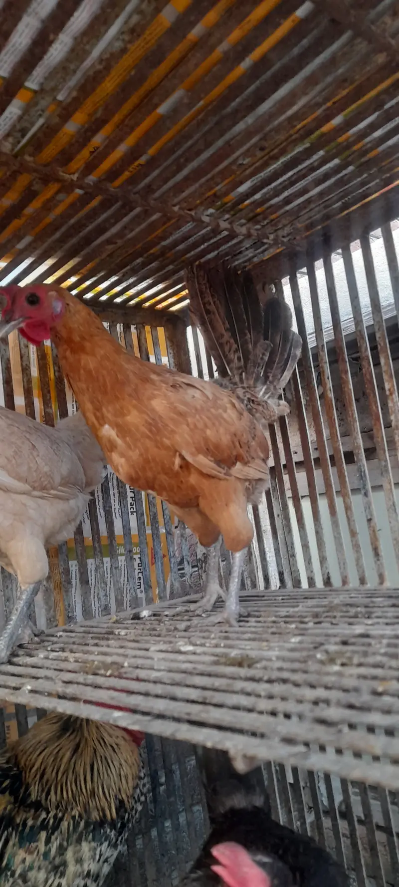 Pakistan pet house — photo 2