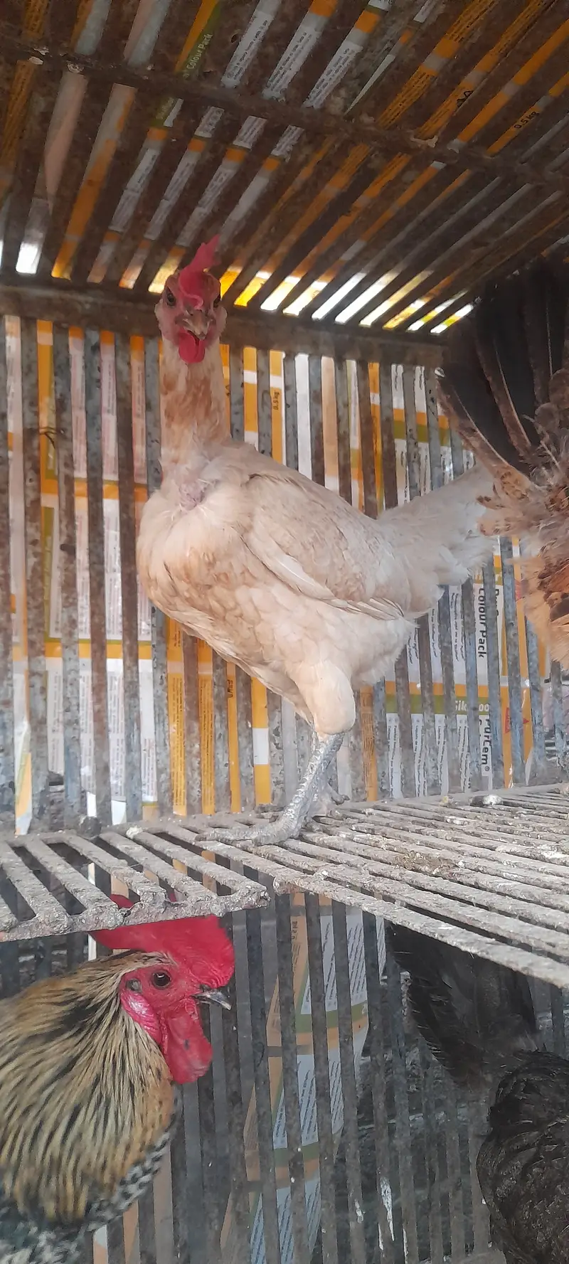 Pakistan pet house — photo 3