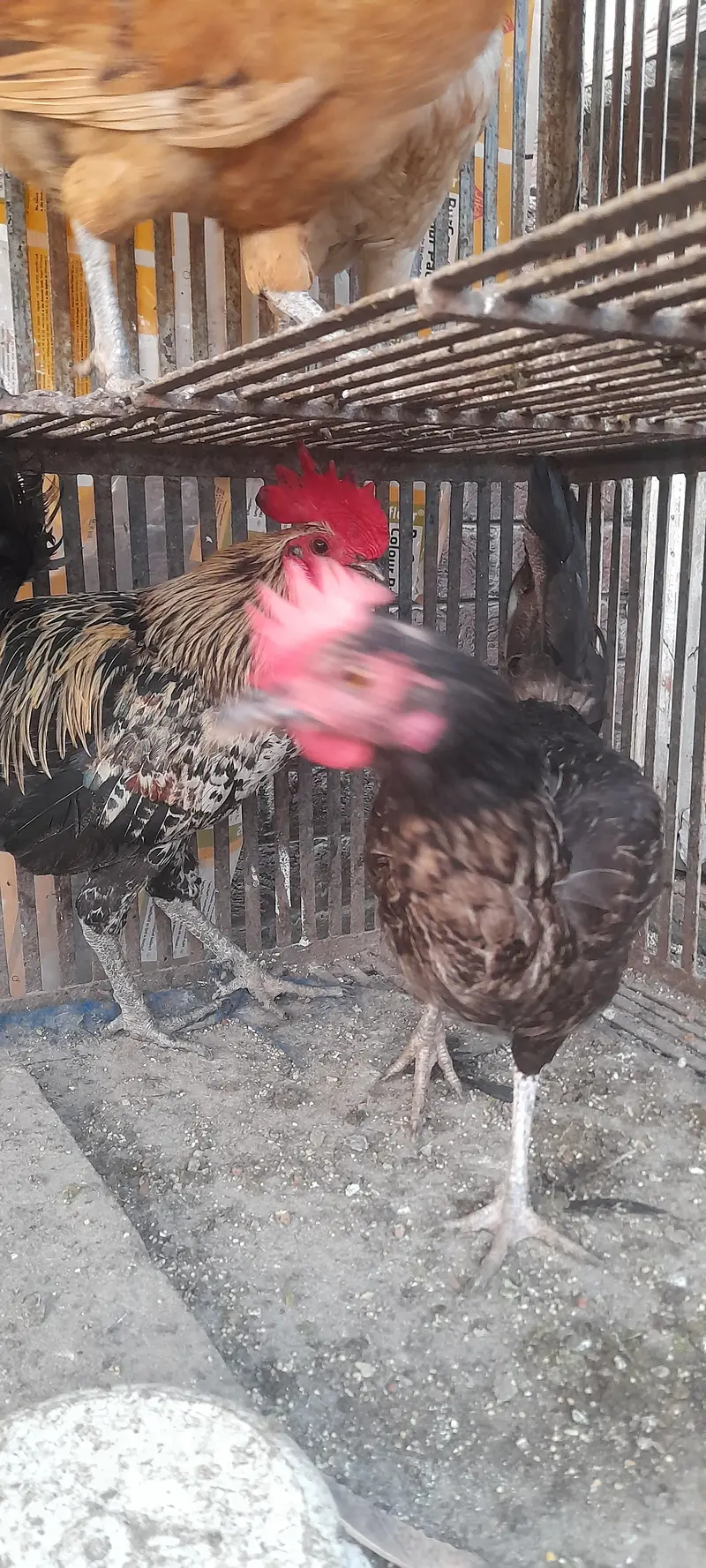 Pakistan pet house — photo 4