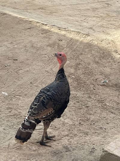 Turkey 