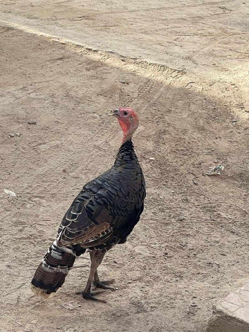 Turkey  0
