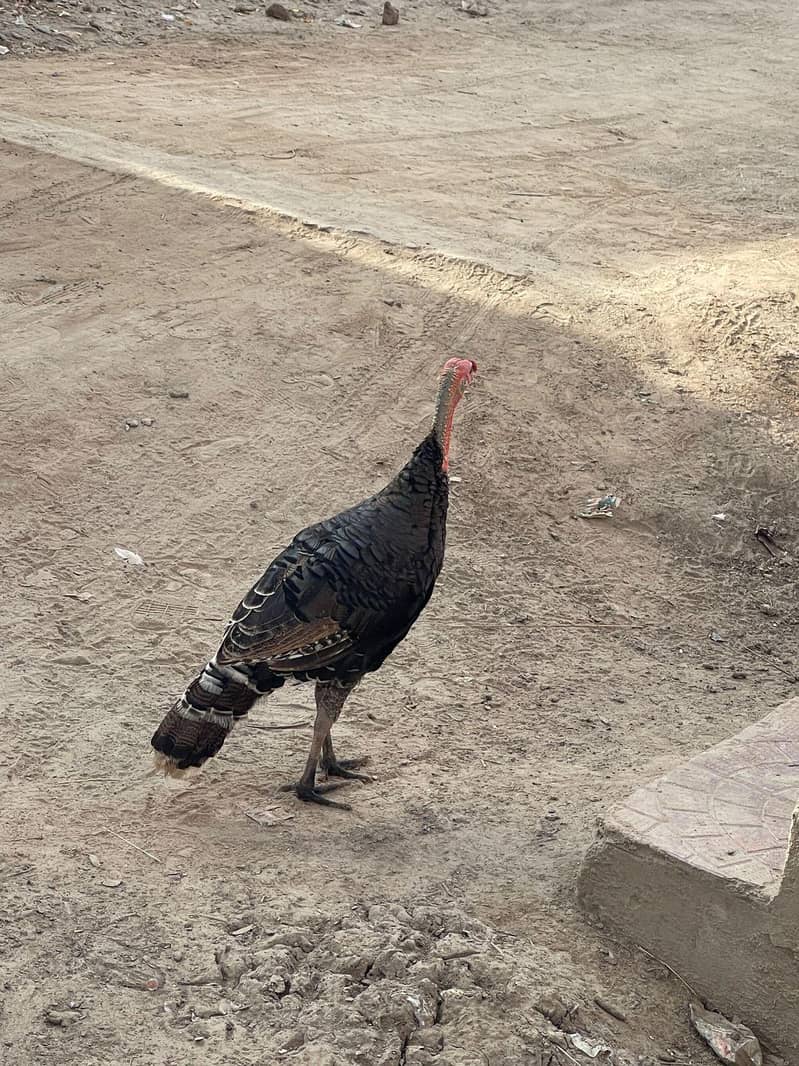 Turkey  1