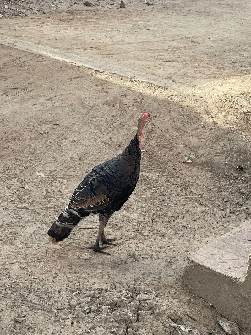 Turkey  — photo 2