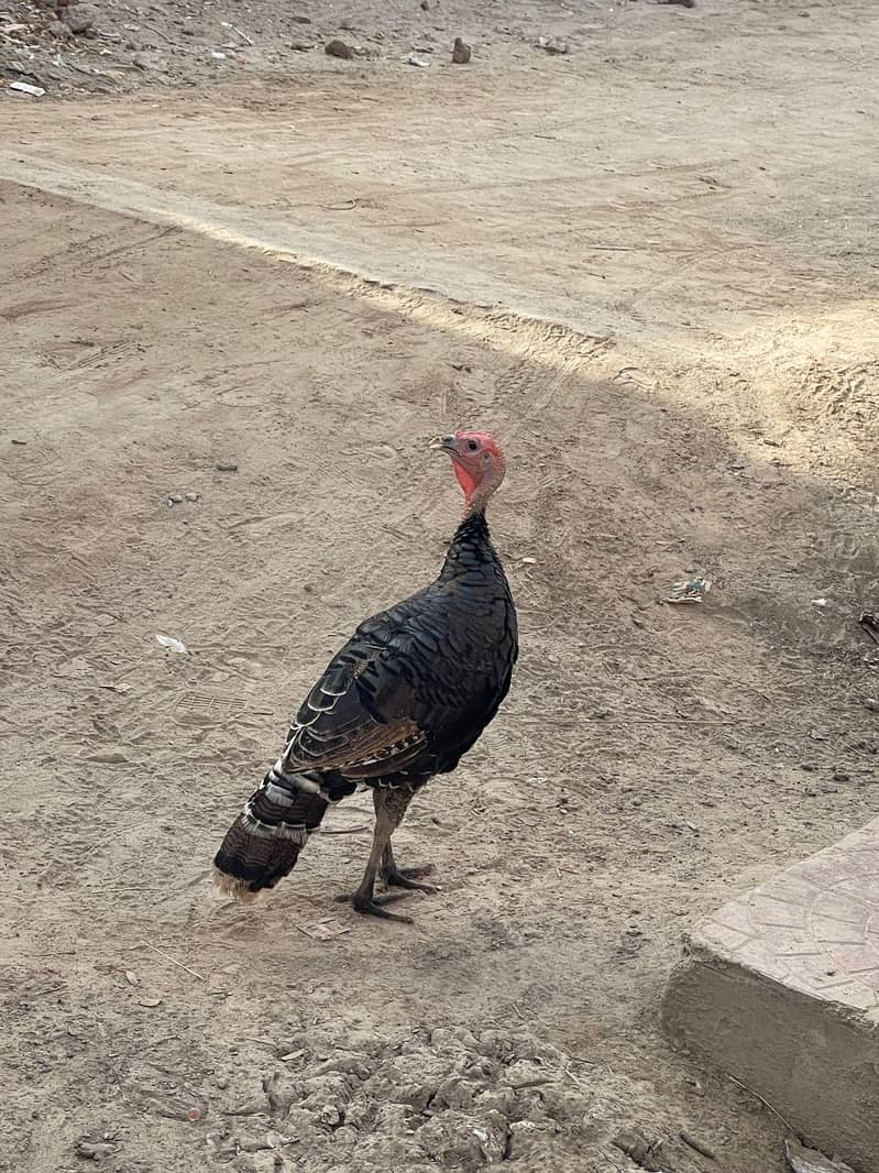 Turkey  2