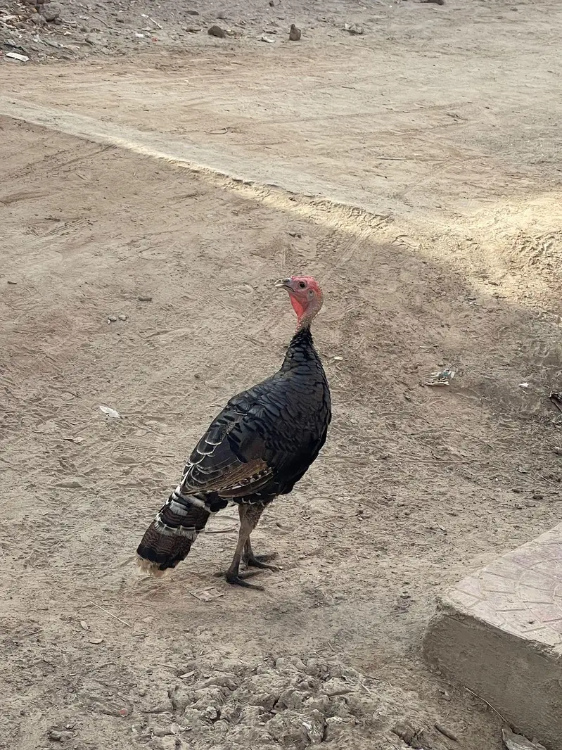 Turkey  — photo 3