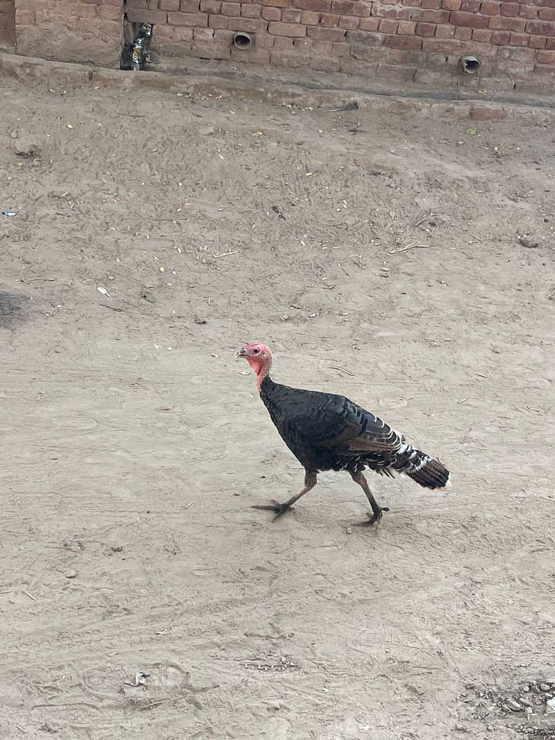 Turkey  3