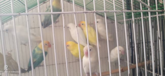 love bird breeder pairs 03127093372