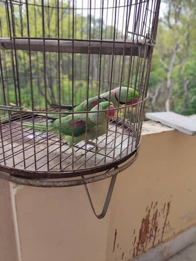 Raw parrot  For sale