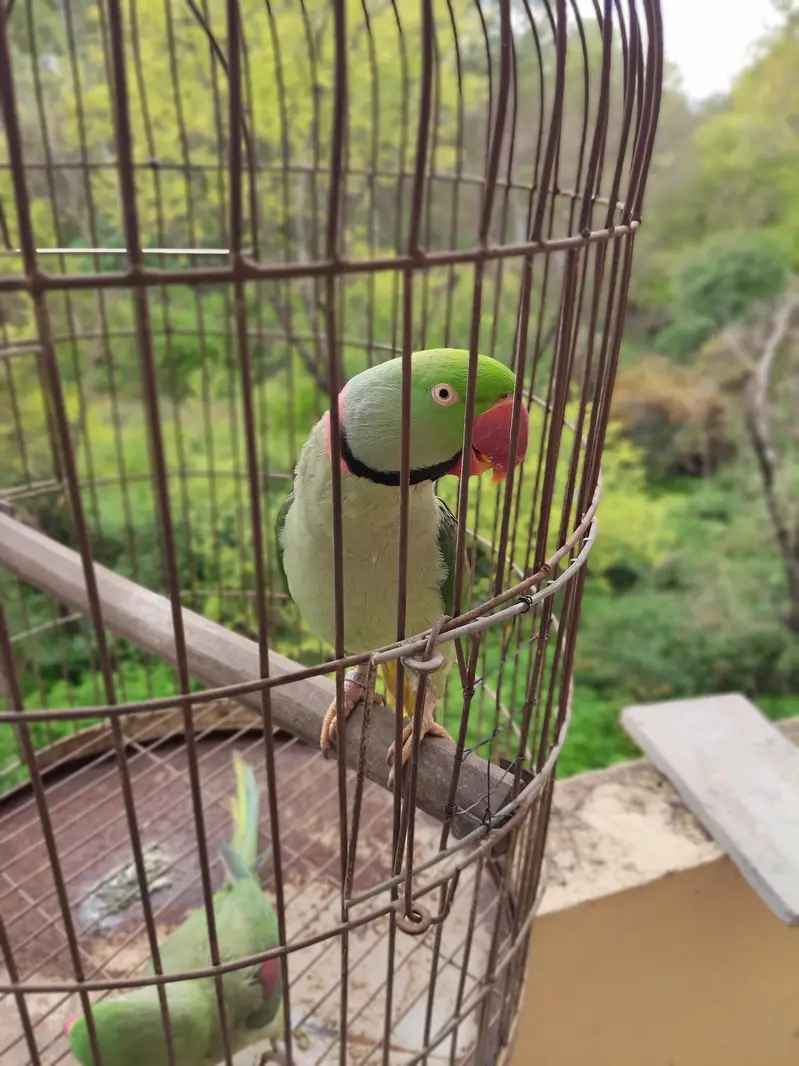 Raw parrot  For sale — photo 2