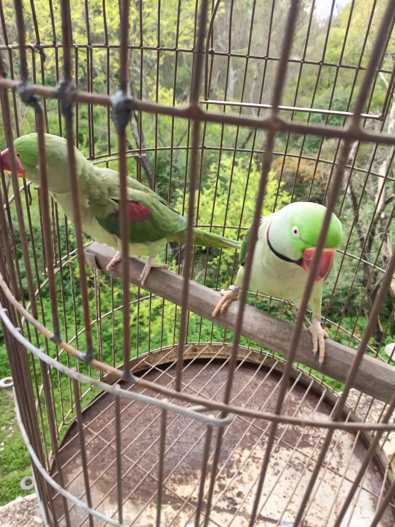 Raw parrot  For sale — photo 3