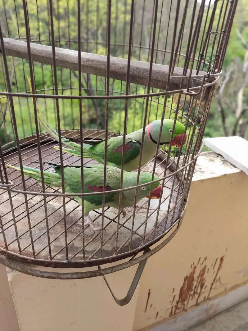 Raw parrot  For sale — photo 4