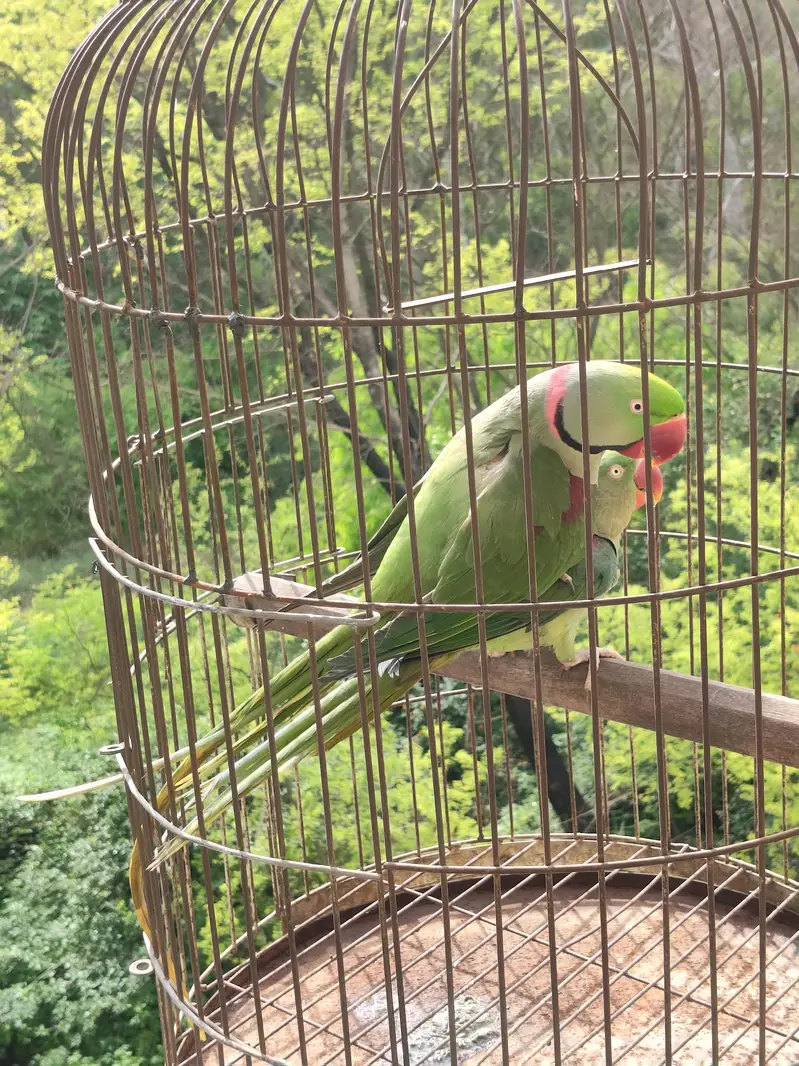 Raw parrot  For sale — photo 5