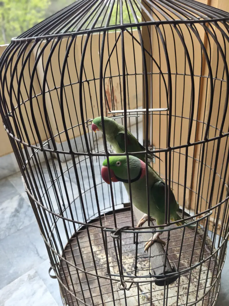 Raw parrot  For sale — photo 6
