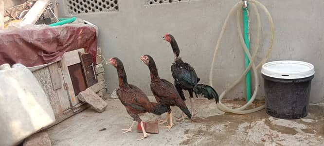 Pure Aseel 3 pair for Sale - Top Quality