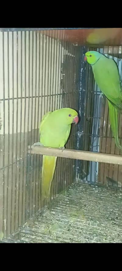 Beautiful green pair sale