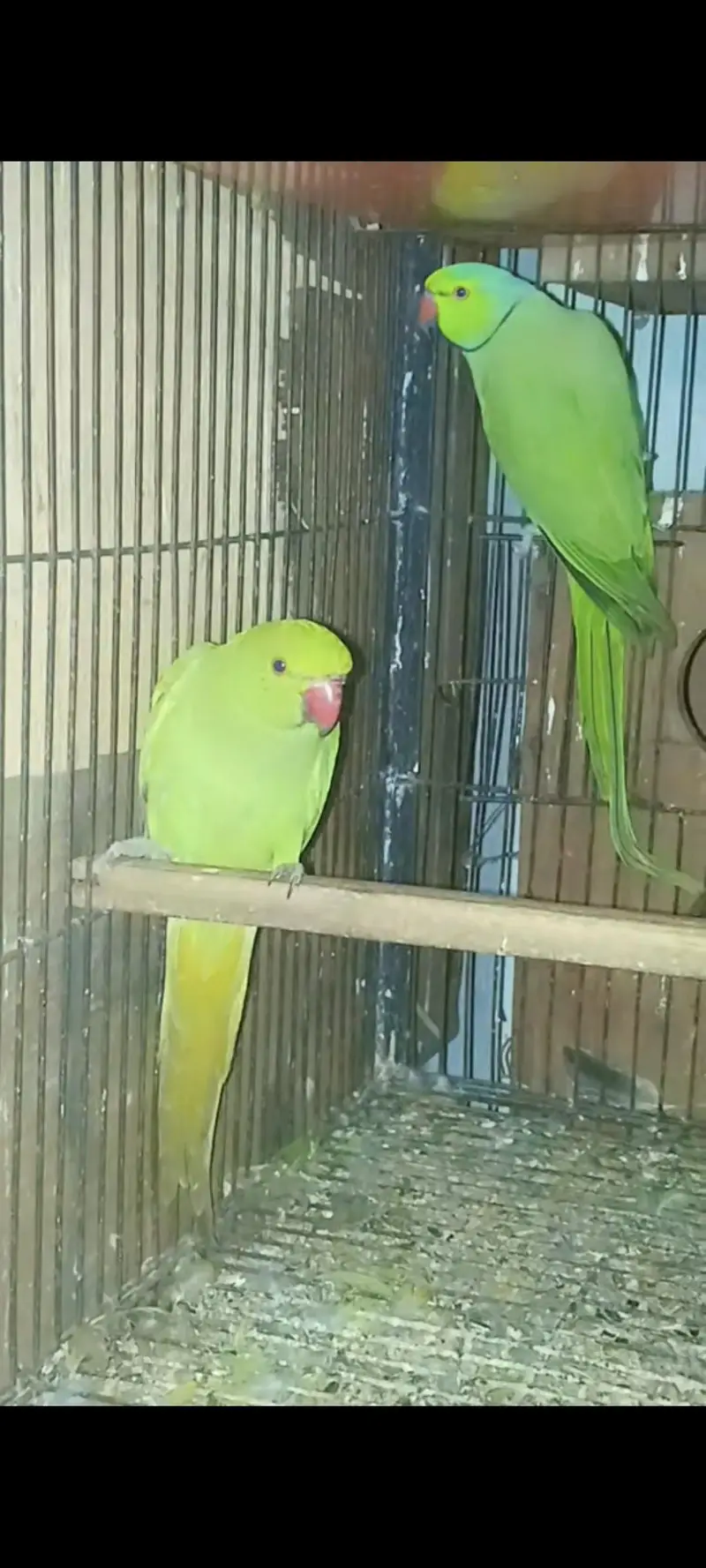 Beautiful green pair sale — photo 2