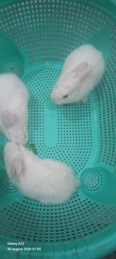 Bunnies/ rabbitbabies