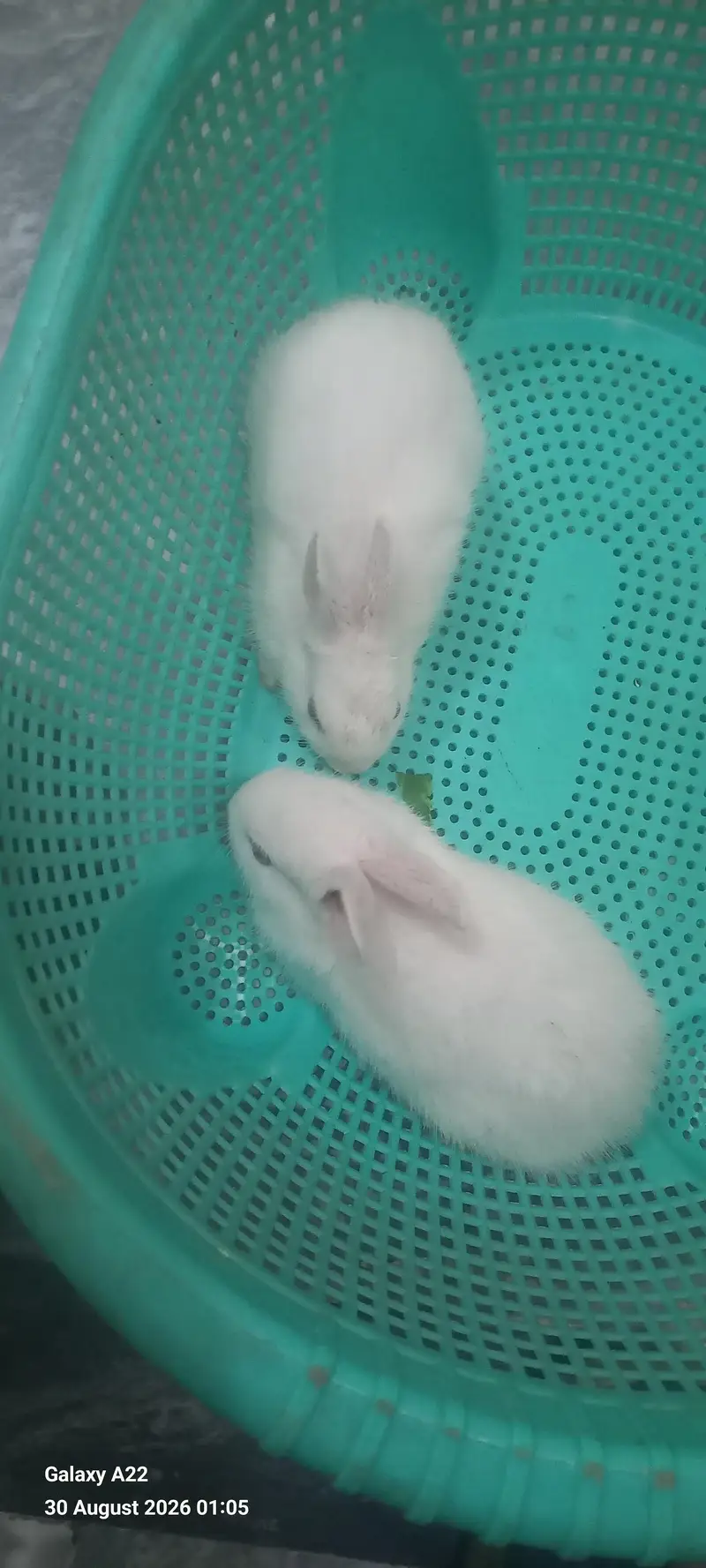 Bunnies/ rabbitbabies — photo 2