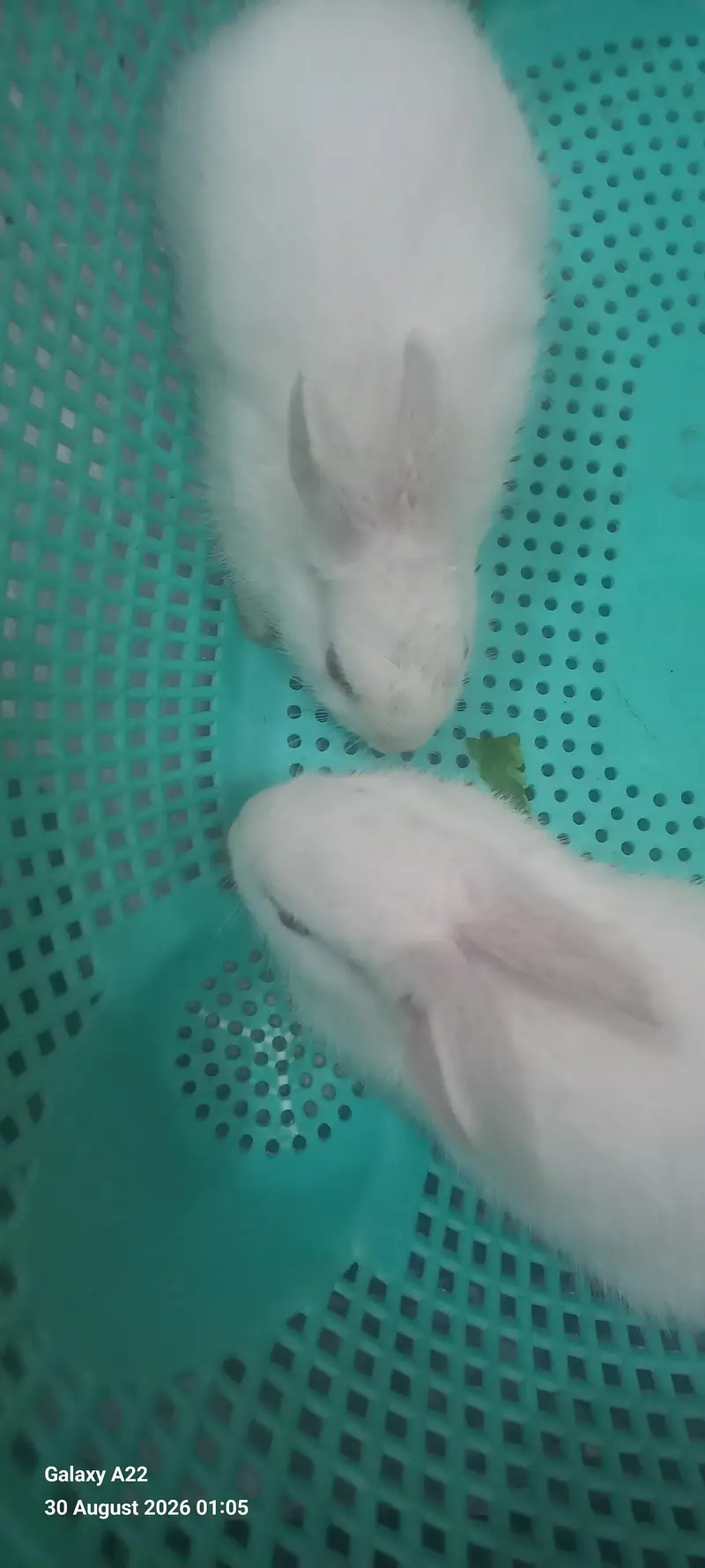 Bunnies/ rabbitbabies — photo 3