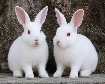 White rabbit pair with red eyes
