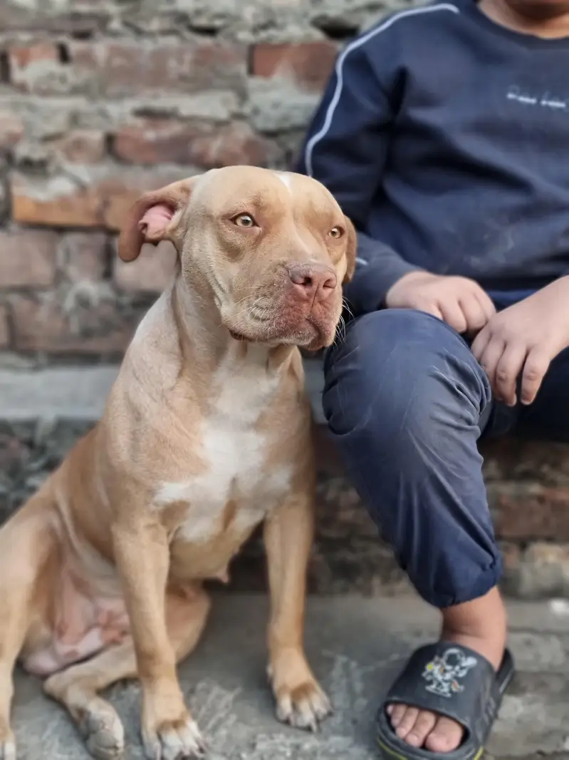 Amercian pitbull female — photo 2