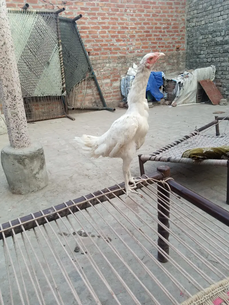 Heera Quality Aseel — photo 2