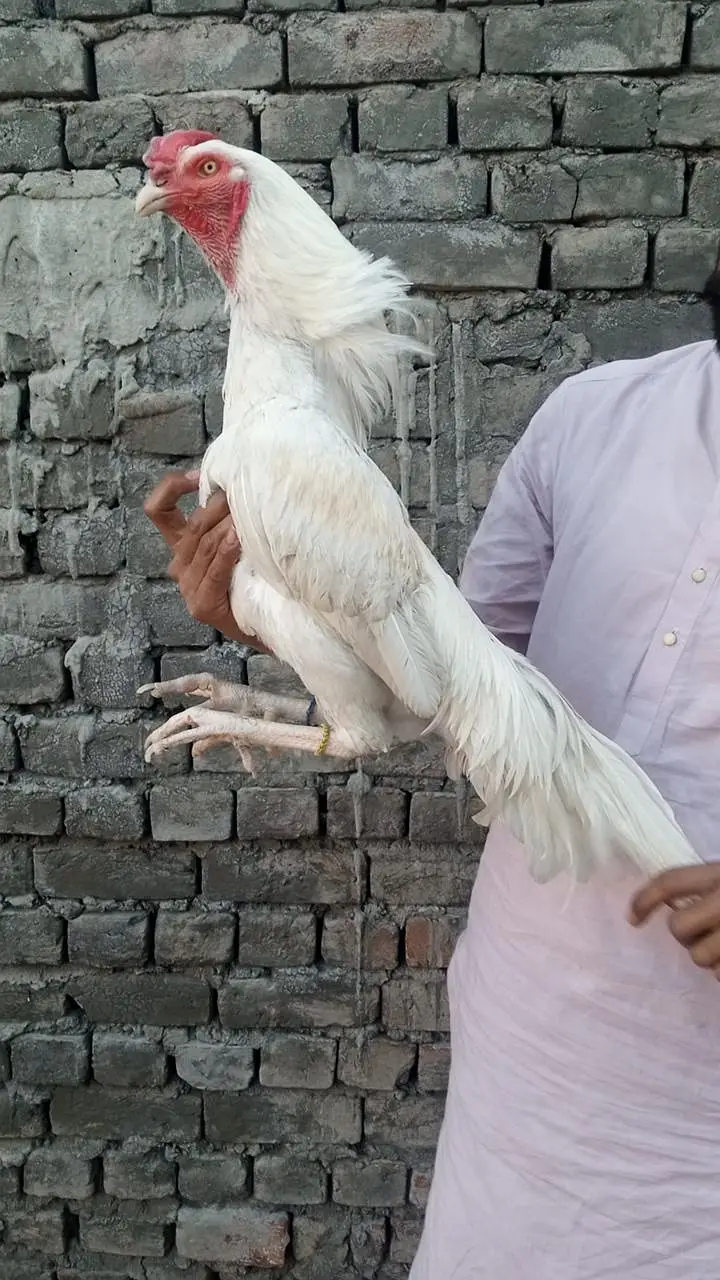 Heera Quality Aseel — photo 5