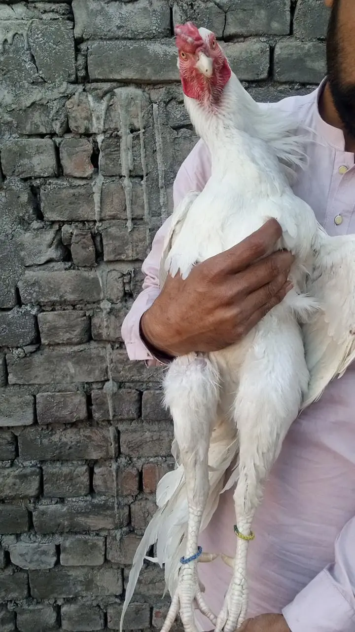 Heera Quality Aseel — photo 6