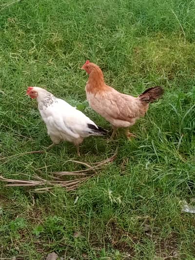 hens for sale